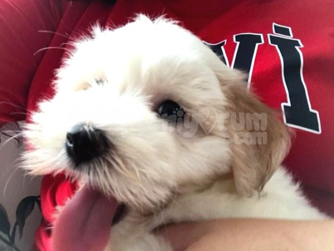 Maltese Terrier 4.5 Aylık