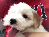 Maltese terrier 4.5 aylık