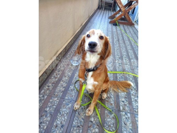 Şivava Chihuahua Cinsi köpeği sokakta buldum sahiplendirmek istiyoruz.
