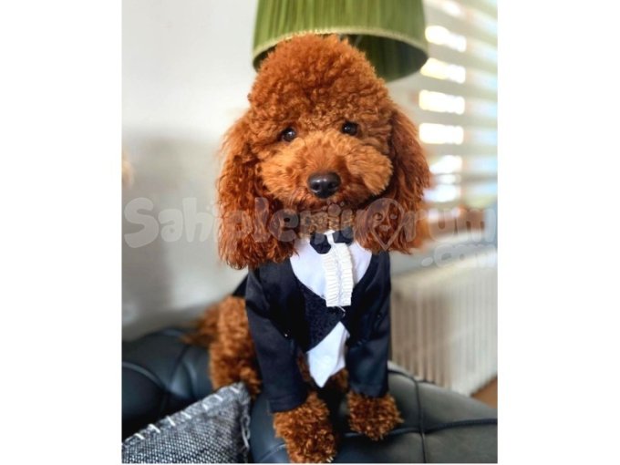 Poodle Red Yavrularımız Yeni Yuvalarını Arıyor 