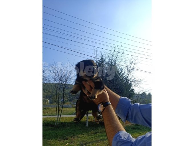 1.5 Aylık Bebişler Yeni Yuvalarına Hazır 