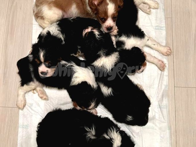 14 Temmuz Doğum Tarihli Yavru Cavalier King Charles