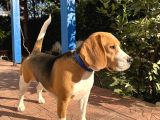 Ücretsiz sahiplendirme beagle Dişi 2 yaşında