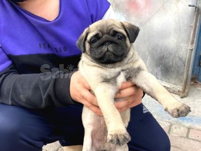 3 Aylık Yavu Pug