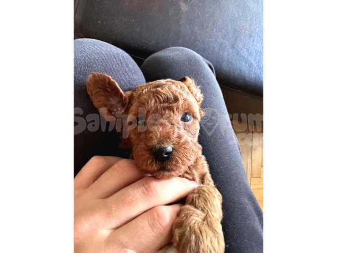Red Brown Toy Poodle Yavrular