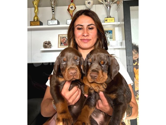 Üst Düzey Europan Doberman Yavruları 