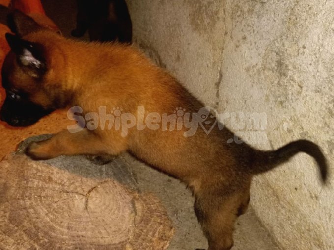 Çalışan Köpek Belçika Malinois Yavruları
