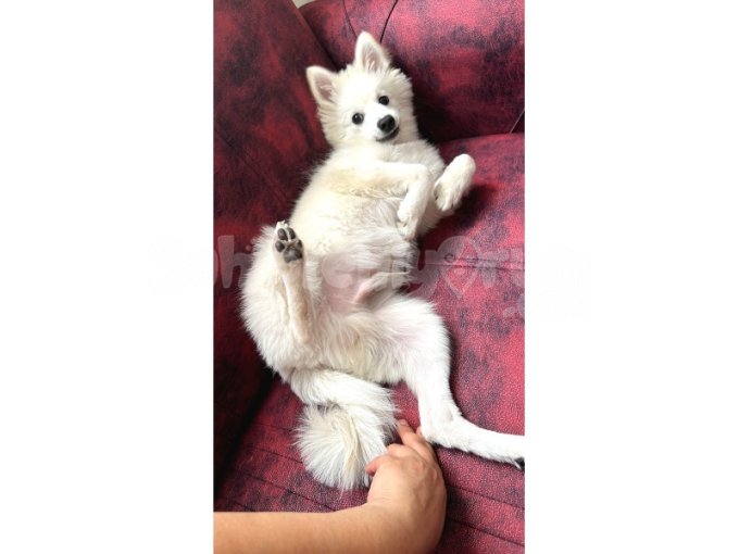 Poomerian Alman Spitz