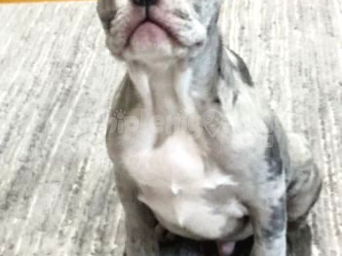 Blue Merle French Bulldog Yavrumuz