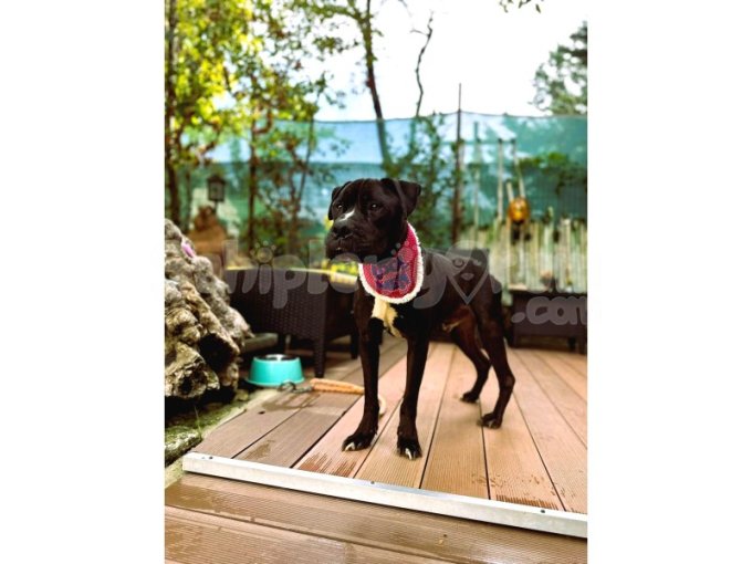 Cane Corsa Mix, 3-4 Yaş Arası, Erkek, Kısır