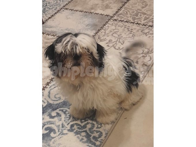 Shih Tzu Mama Karşılığı Sahiplendirme