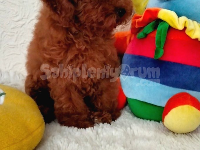 Red Brown Kore Toy Poodle Yavruları
