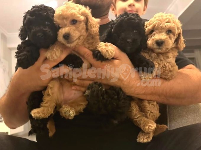 Ukraynalı Red Brown Ve Siyah Toy Poodle Yavruları