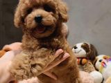 RED TOYPOODLE 1bucuk kg