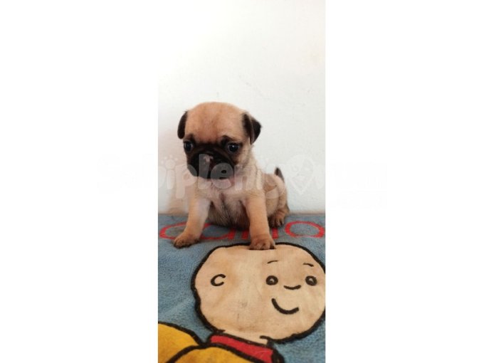 Pug Mobs Bebeklerimiz 