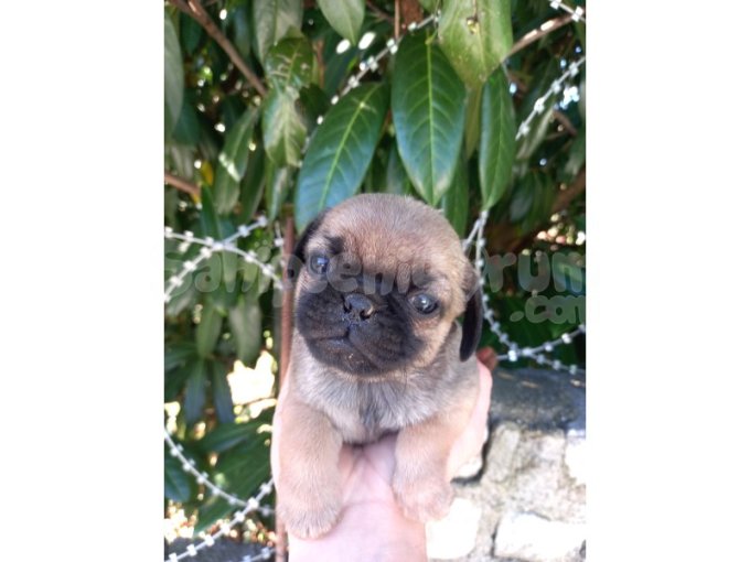 4 Ad. Yavru Pug Sahiplendirilecektir