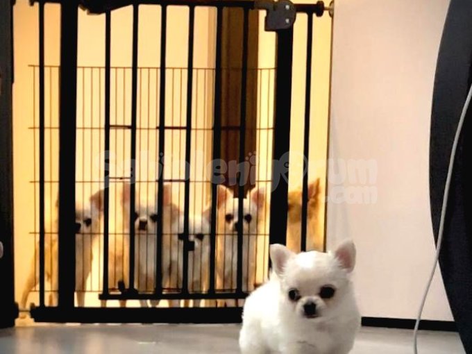 Fci Kif Scrli Show Class Chihuahua 