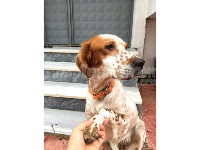 İngiliz Setter Cinsi Kızımız Ücretsiz Sahiplendirme 