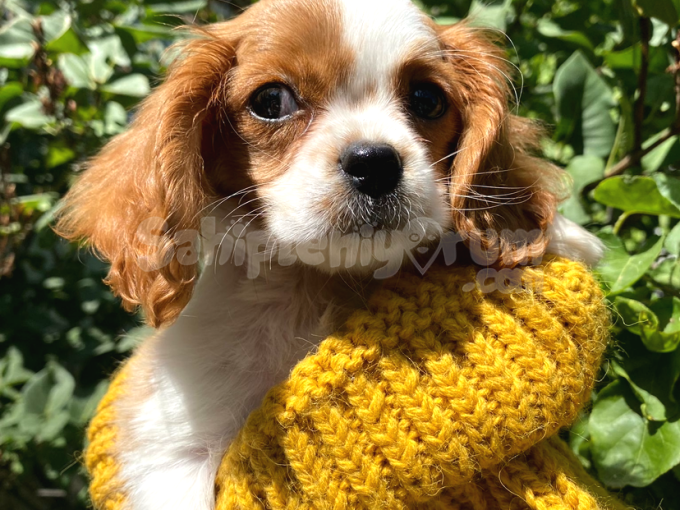 3 Aylık Erkek Cavalier King Charles