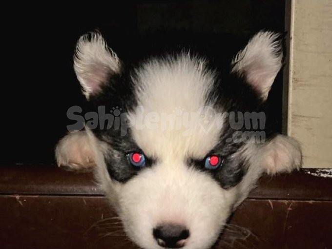 Muhteşem Sibirya Kurdu (Husky) Yavrularımız..