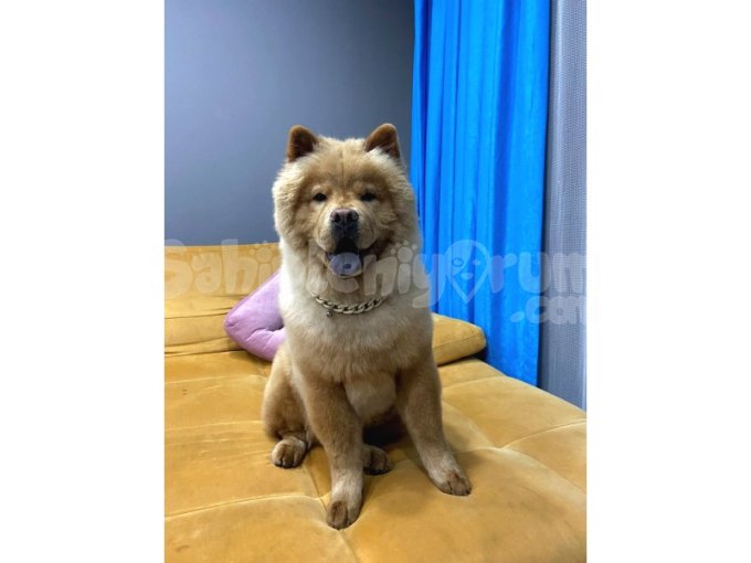 1 Yaşındaki Chow Chow Oğlumuza Yuva Arıyoruz