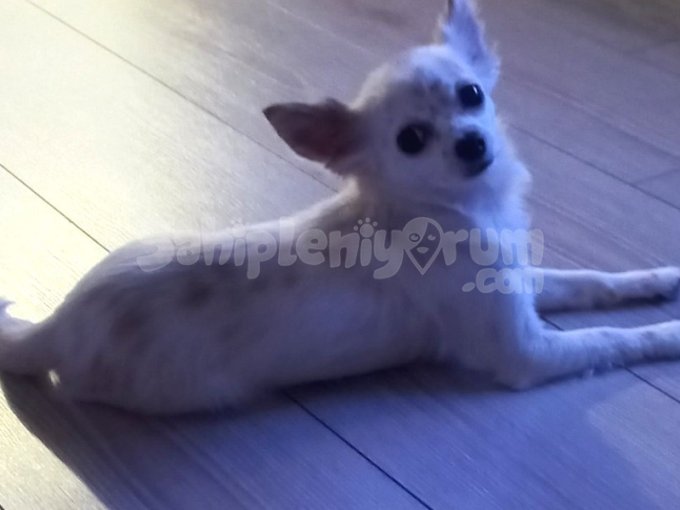 Şivava Cinsi Köpek Dişi