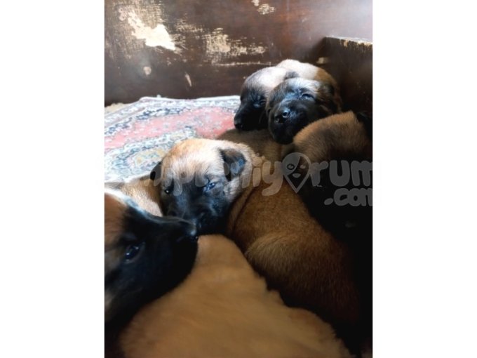 Scr Belgeli A Kalite Malinois Yavruları 