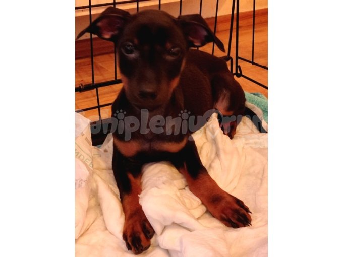65 Günlük Doberman Yavrularımız Sahiplerini Bekliyor