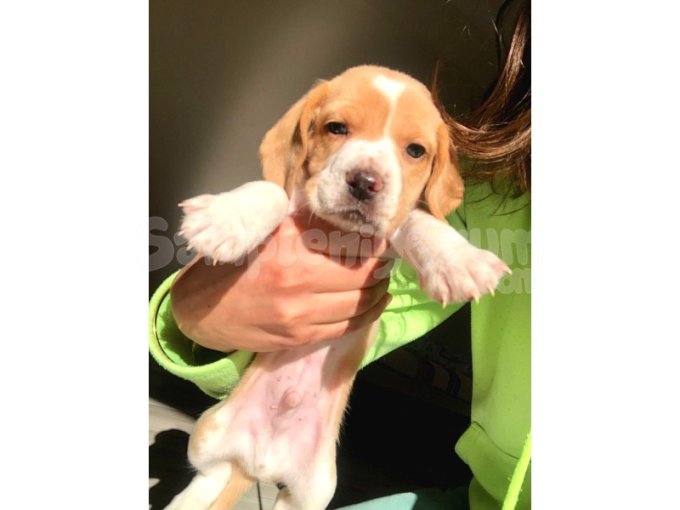 Çok Uygun Beagle Yavrular 