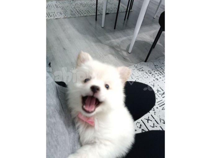 2.5 Aylık Pomeranian 