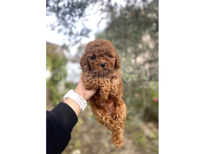 Bir Çok Seçenek İle Toy Poodle Bebekler