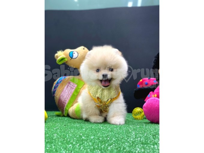 Gülen Köpek Pomeranian Boo Yavrularımız