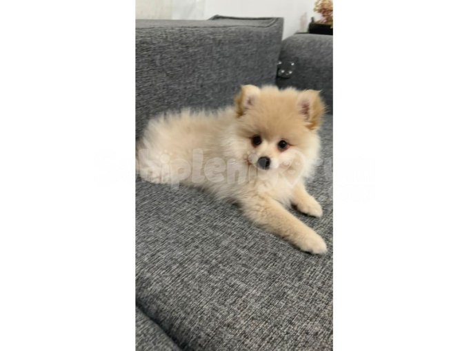 Pomerian Spitz