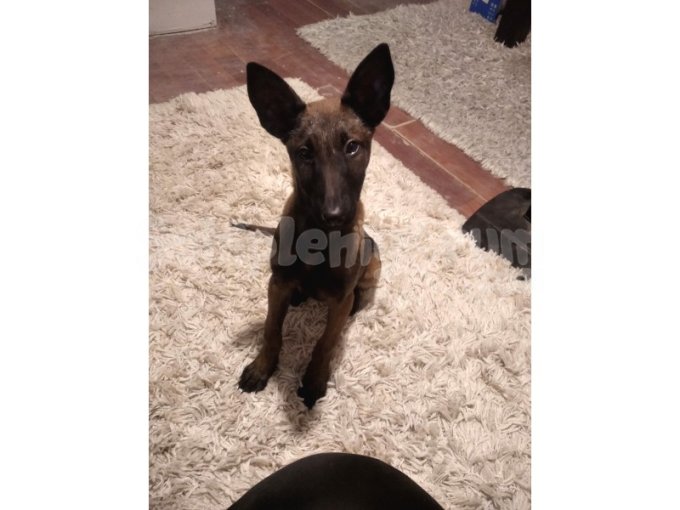 3 Aylık Safkan Belçika Malinois Yavru