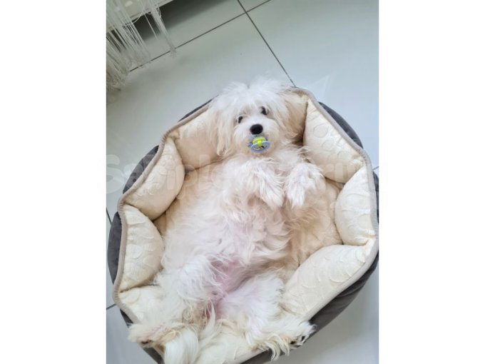 7 Aylık Terrier  Dişi