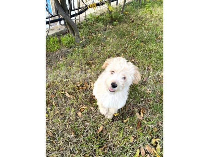 4 Aylık Maltipoo
