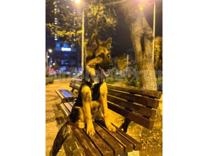 Yurtdışına Taşınacağım Için Ayrılıyoruz 