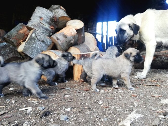 5 Dişi 1 Erkek 45 Günlük Yavrular
