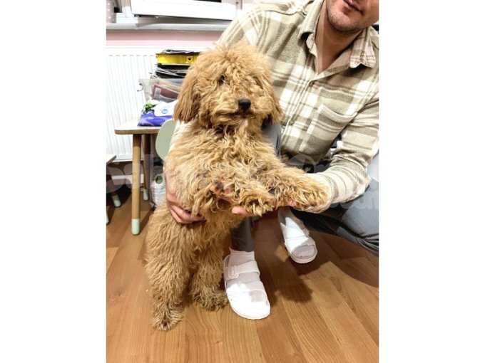 Acil Ücretli Sahiplendirme Yavru Poodle