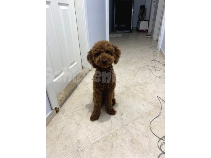 Aşıları Tam 11 Aylık Erkek Toy Poodle | Oyuncu ve Sevgi Dolu Yavru Sahiplendirme
