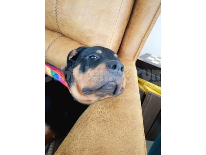 1,5 yaşında Kısırlaştırılmış Rottweiler Cinsi Dişi Köpeğimize sahiplendirmek istiyoruz.