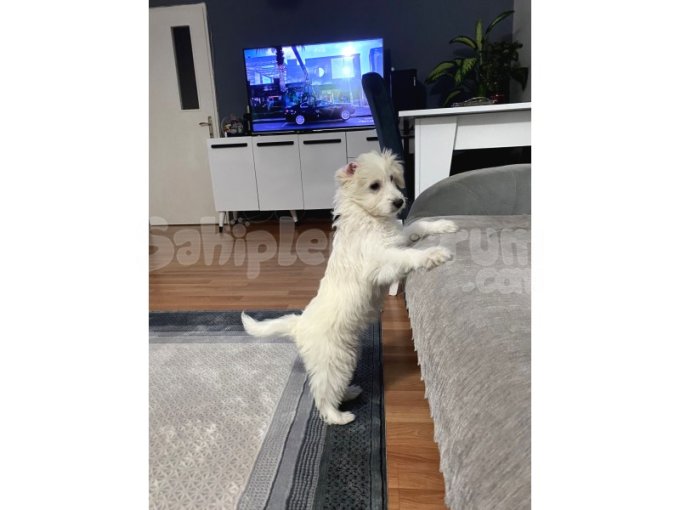 3 Aylık 4 Aşısı Yapıldı Ücretsiz Sahiplendirme