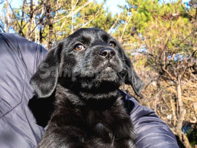 Golden Retriever - Labrador Retriever Mix Bebekler