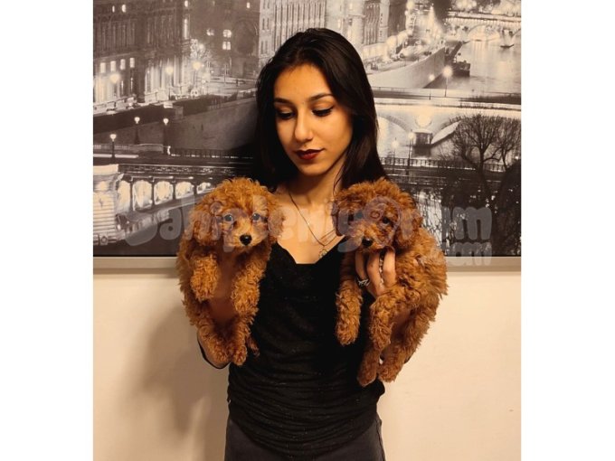 Sağlık Garantili Babyface Poodle Bebeklerimiz