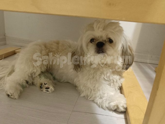 Ömürlük Yuva Arıyorum. Shih Tzu Ömürlük Yuva Arıyorum. Shih Tzu