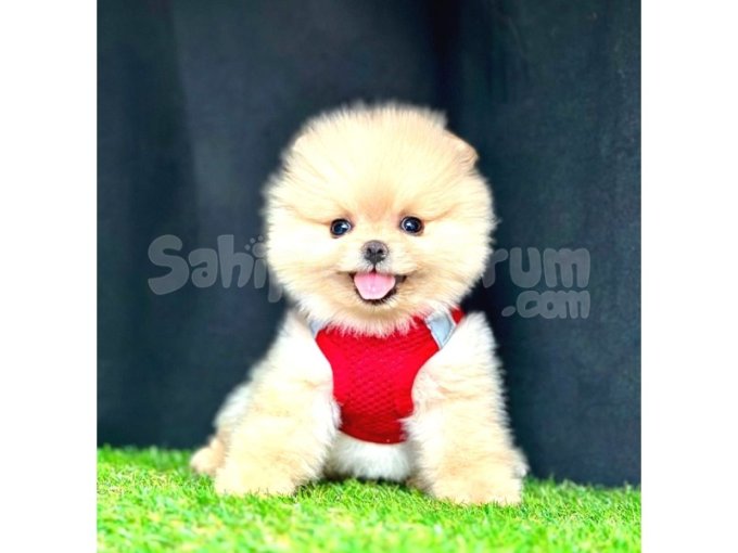 Safkan Pomeranian Boo Yavrularımız