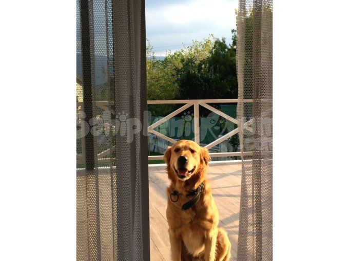 Sevgi Yumağı Golden Retreiever Için Sorumluluk Sahibi Bir Yuva!