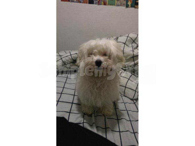 Maltese Terier 