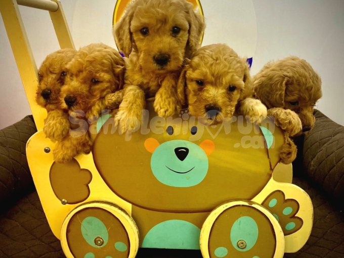 Toypoodle Bebekler Sizleri Bekliyor 