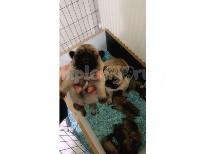 Safkan Pug Yavruları